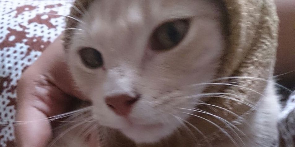 Arifnoble's profile banner image
