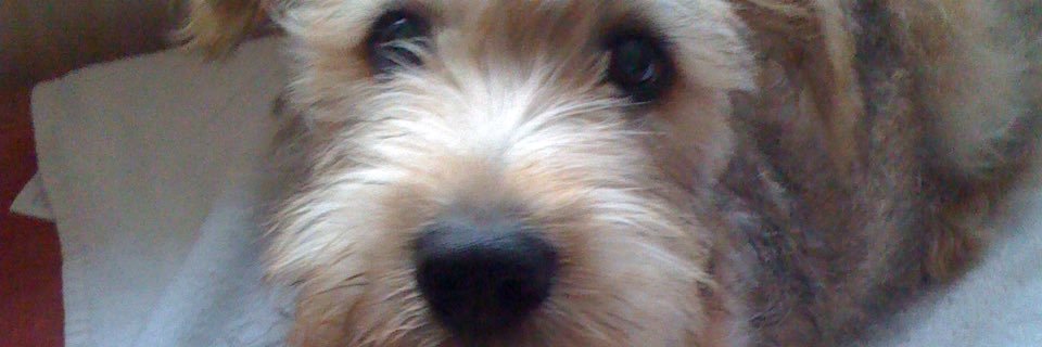 tweettwonk's profile banner image