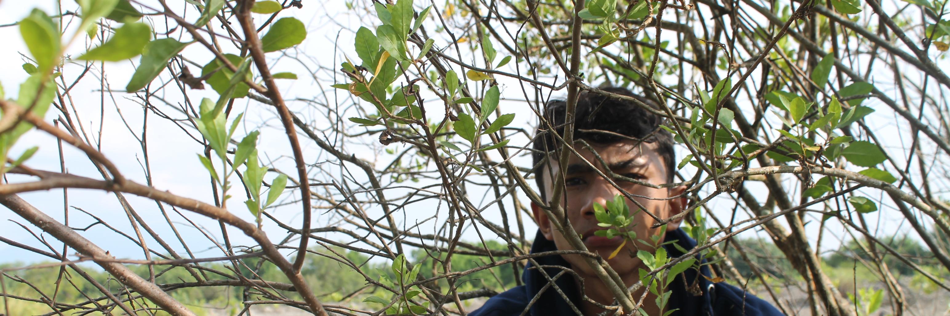 Dandy Arya Sena banner