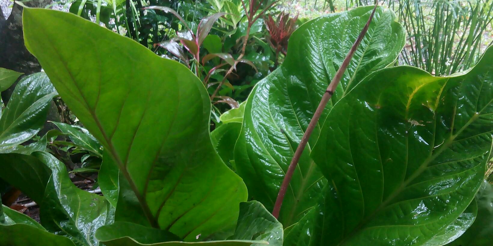 pakde3__'s profile banner image