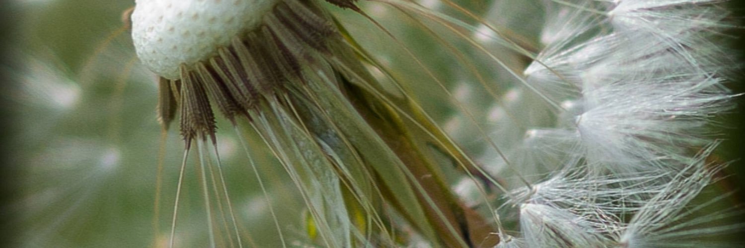 Car0linaFran's profile banner image
