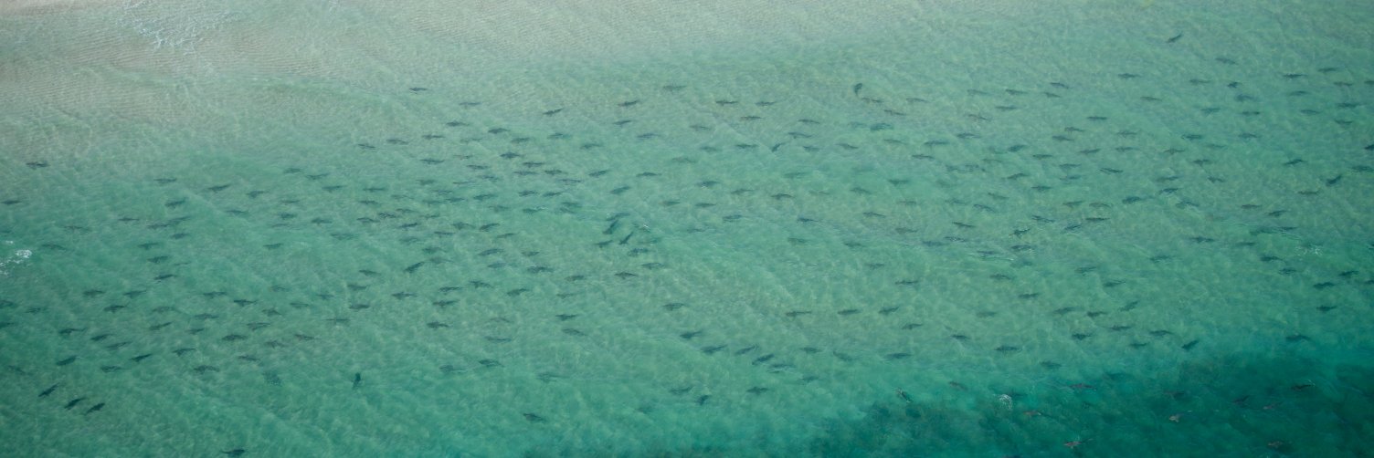 Shark Migration banner