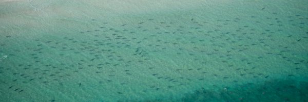 sharkmigration Profile Banner