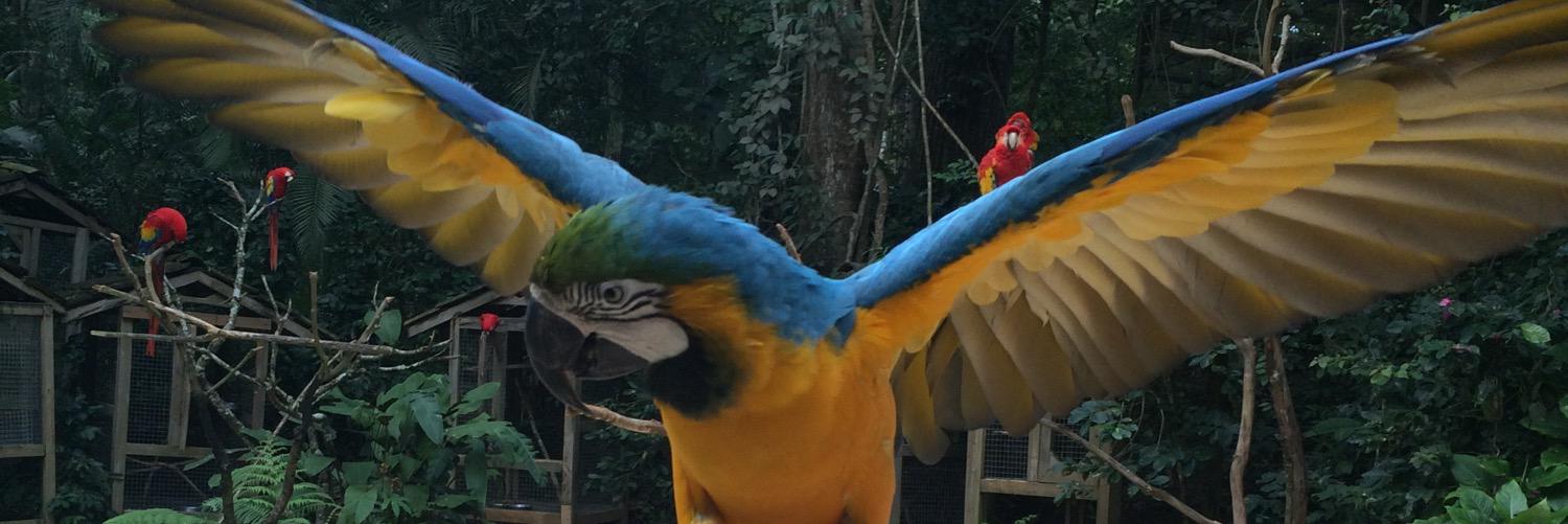 PollosTikos's profile banner image