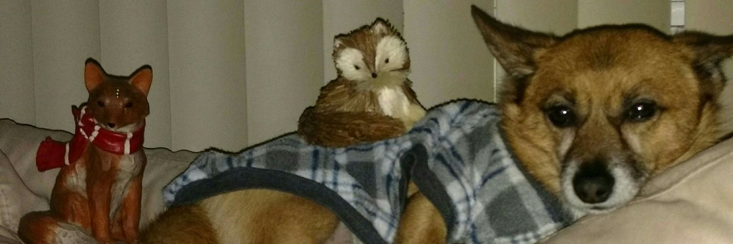 AnimalistaTweet's profile banner image