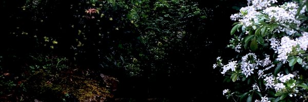 _whiteleaf Profile Banner