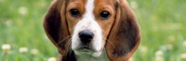_dogluvers's profile banner image