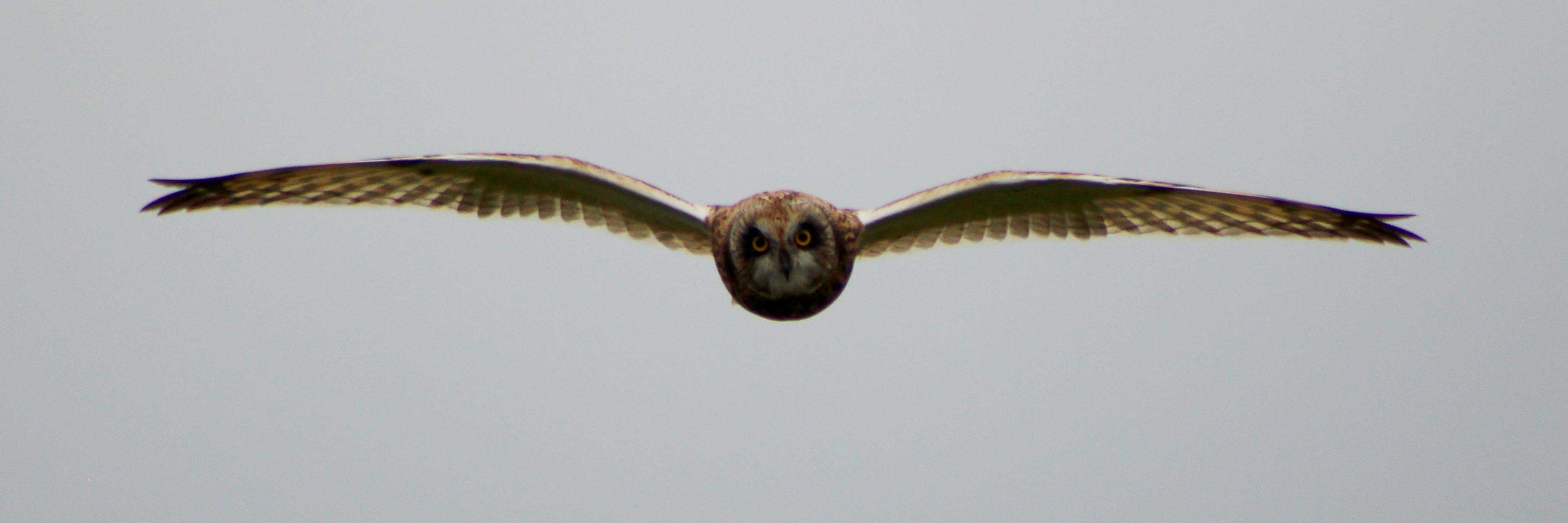 CVbirder's profile banner image