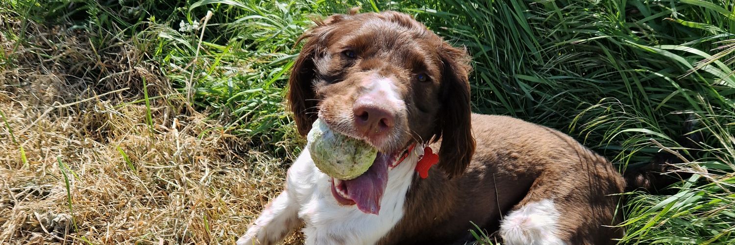 Rebecca Morley banner