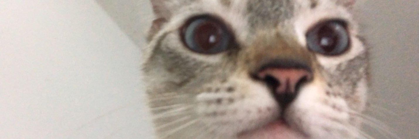 𝕱𝖊𝖗𝖓𝖆𝖓𝖉𝖆 𝕽𝖆𝖇𝖊𝖑𝖑𝖔  🎃 banner