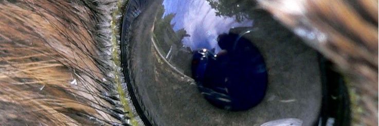 PHS Boys BBall banner