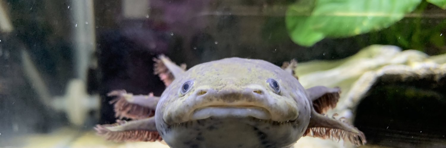 BbassAngler's profile banner image