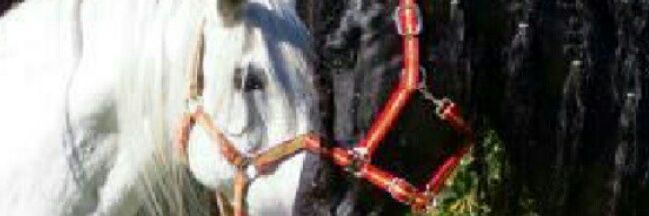 kary (sra de Palavecino) banner