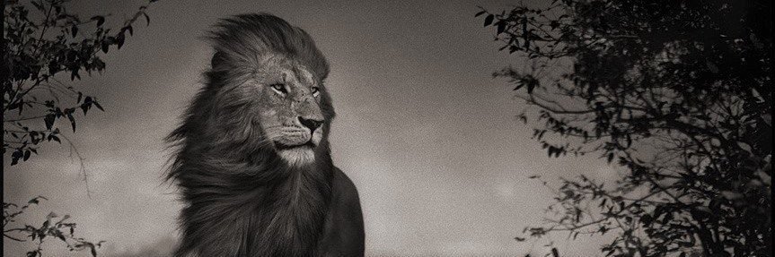 Lisa Gilligan-Lee banner