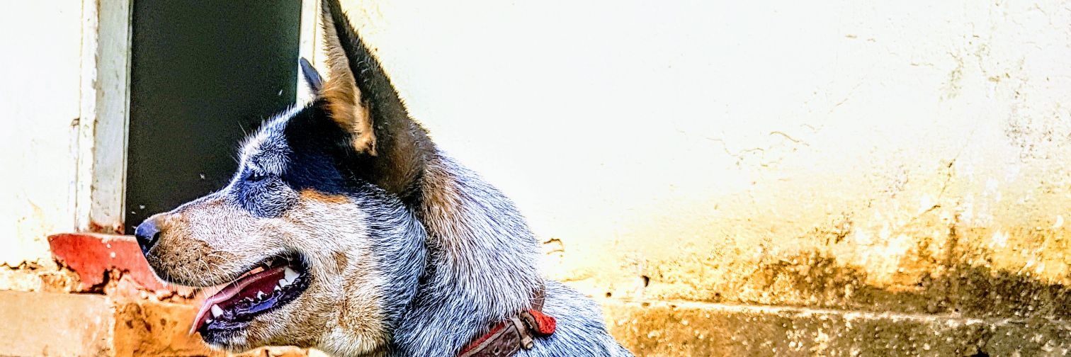cazao_'s profile banner image