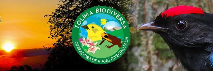 TOLIMABIO's profile banner image