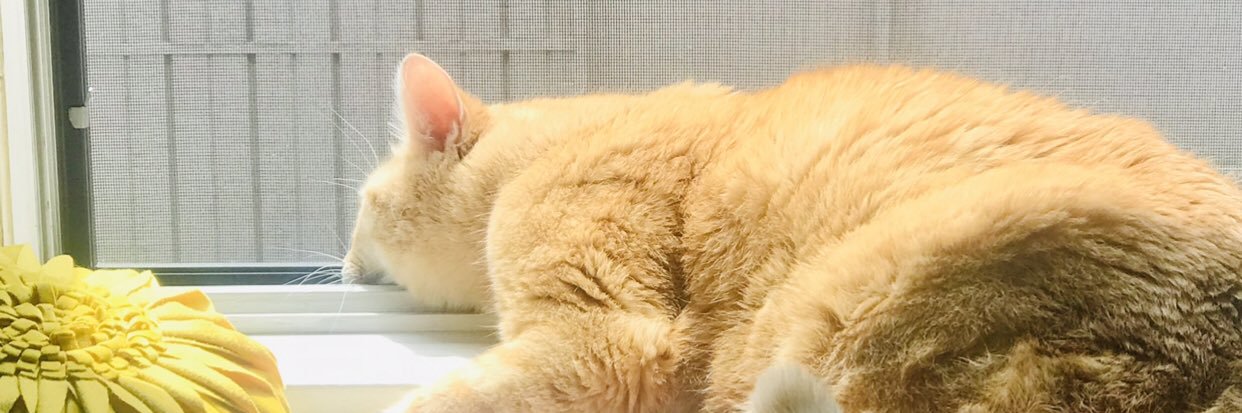 CarrlKay's profile banner image