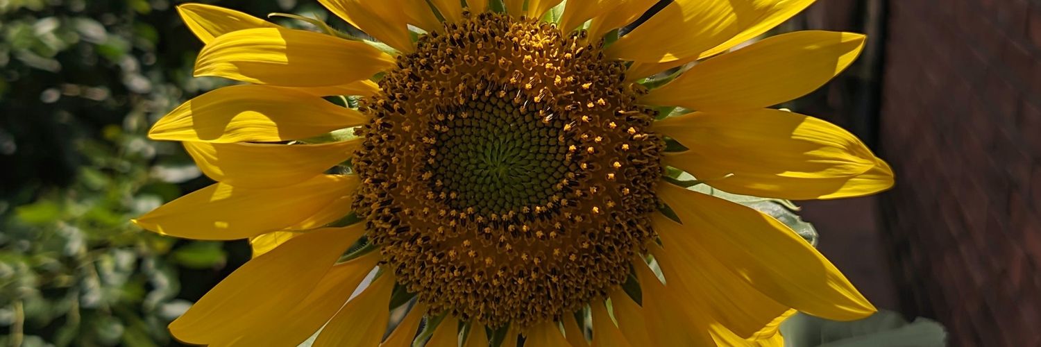 hit me soft°❀⋆.ೃ࿔*:･𖦹 ☼ ⋆｡˚⋆ฺ ♡ banner