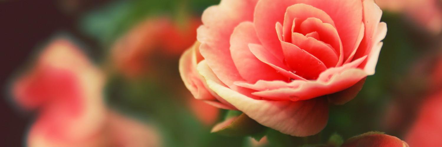 PetraNysten's profile banner image