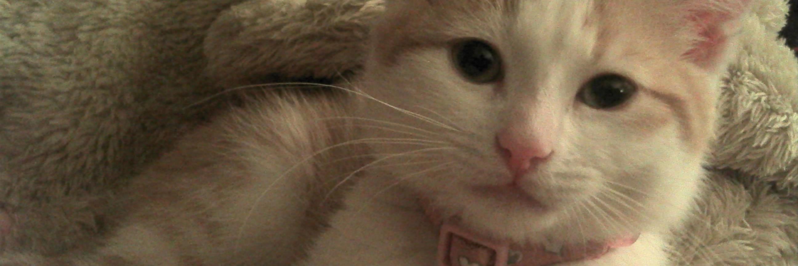 BellaGingerCat's profile banner image