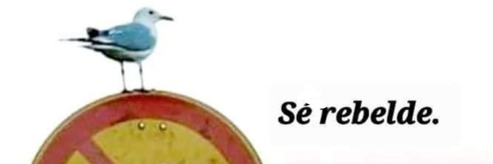 Rosa Čatlak banner