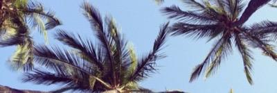 Shay banner