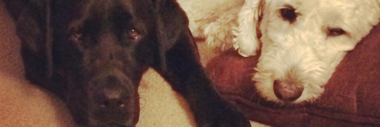 _Mallies's profile banner image