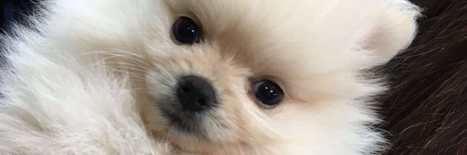 Fu____Parakeet's profile banner image