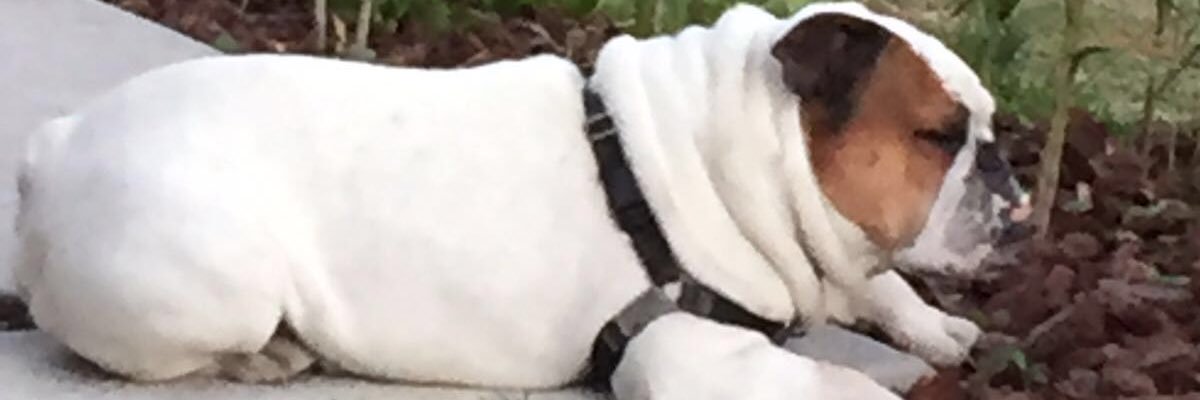 guimparo's profile banner image