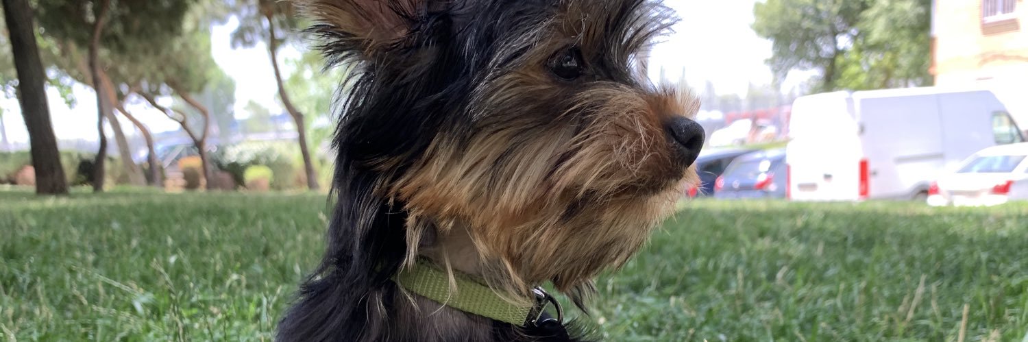 VictoriaOsoorio's profile banner image