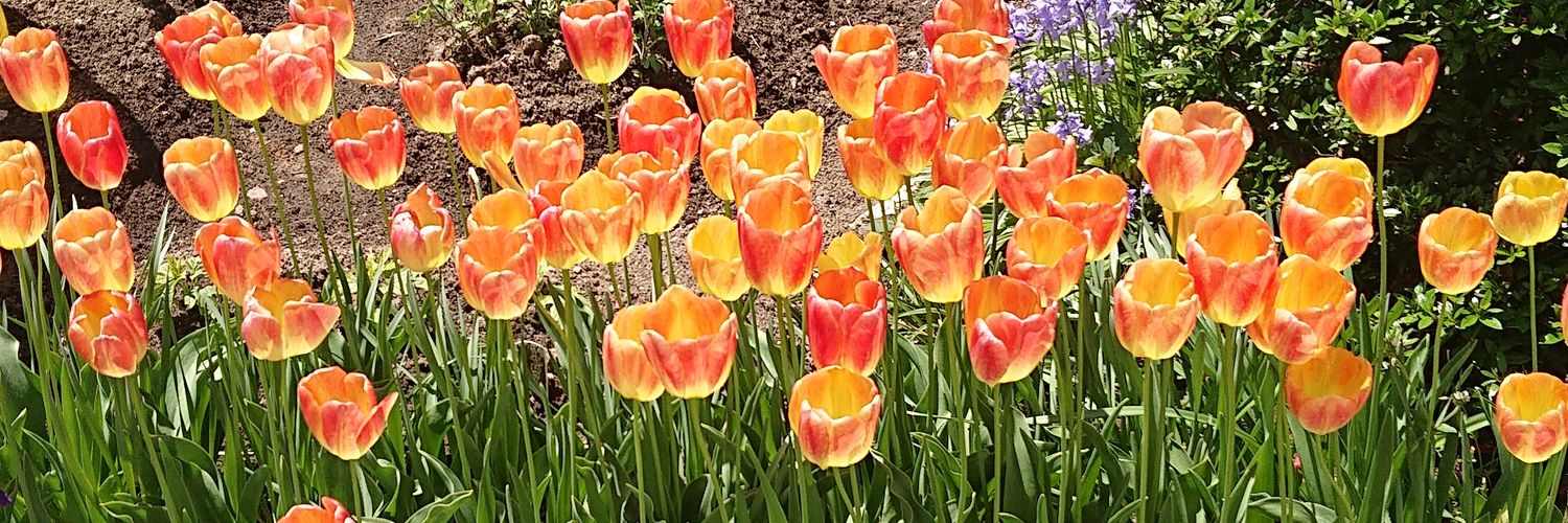 サクラスキー banner