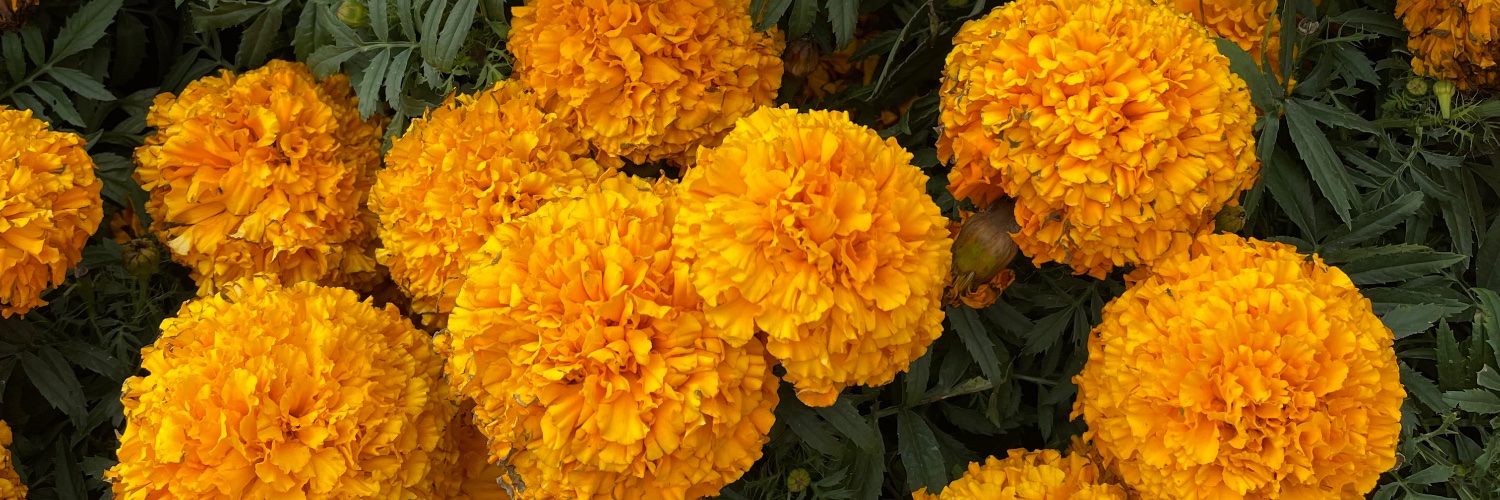 Gaby Solís G. banner