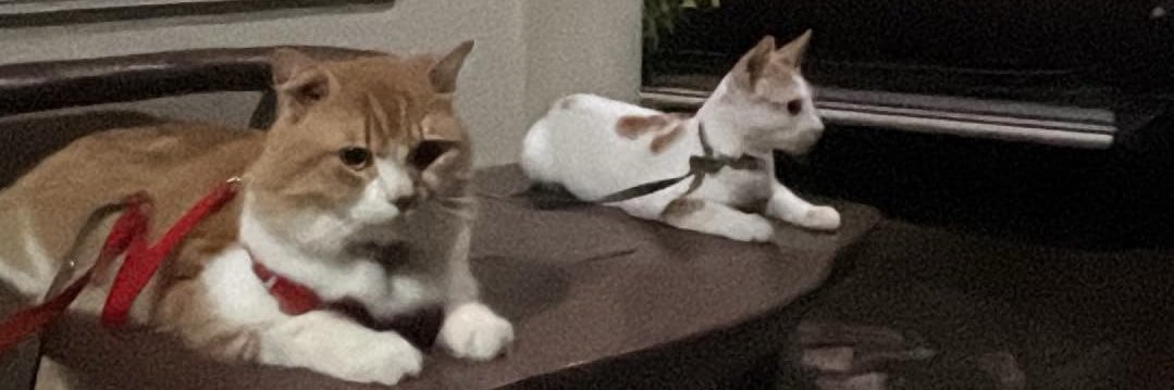 rchlldt's profile banner image