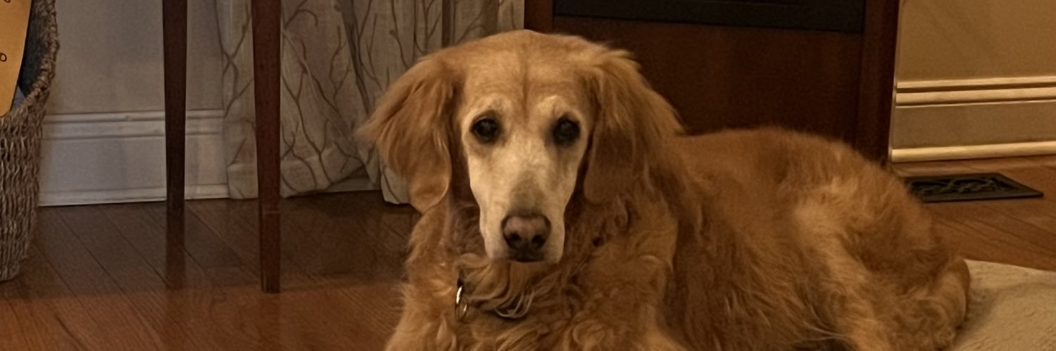 Shelley Haynes Heile banner