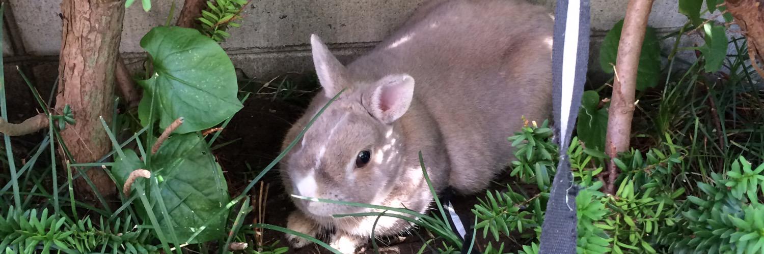 チーズフォンデュ banner