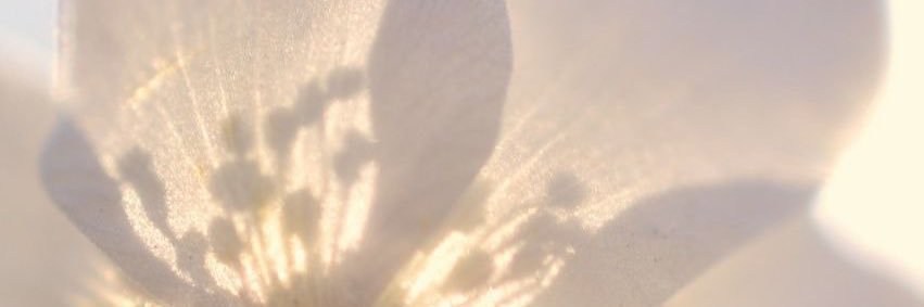 𓏲ּ𝄢 banner