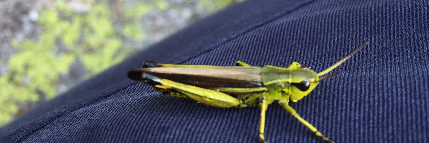 Mon Dinarès banner