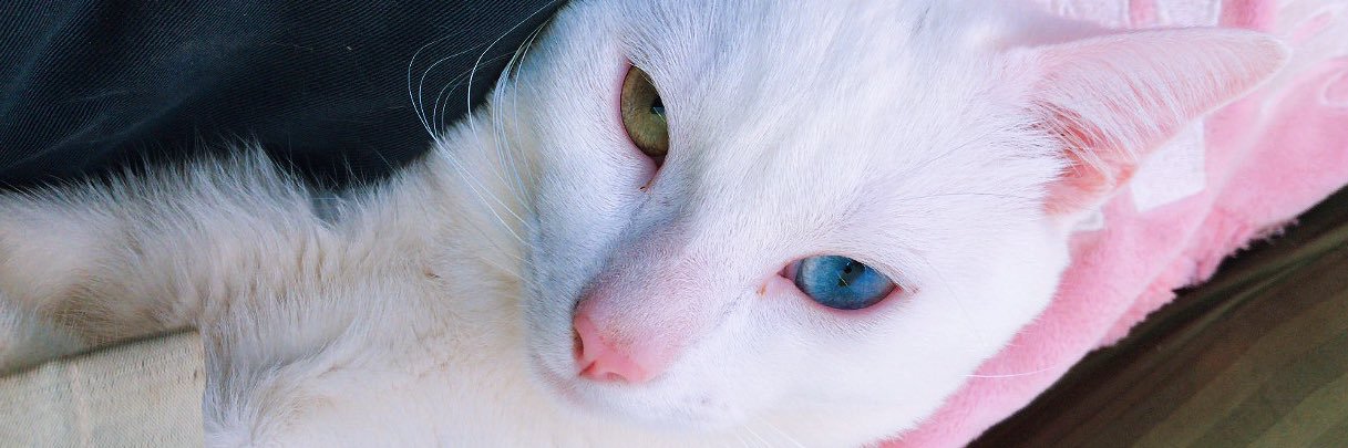 Juliacarolinsc's profile banner image