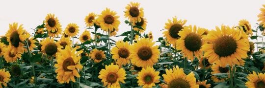 MichValenzuela's profile banner image