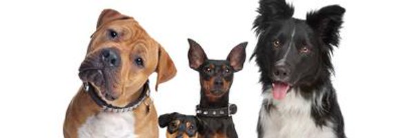 firstaidfordogs Profile Banner