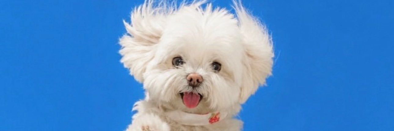 samwellwang's profile banner image