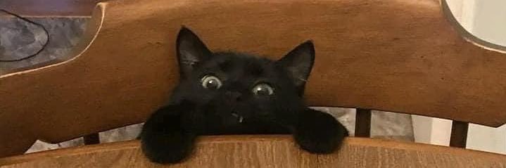 แอลปาก้า ˙ᵕ˙ ⋆˚🐾˖° banner