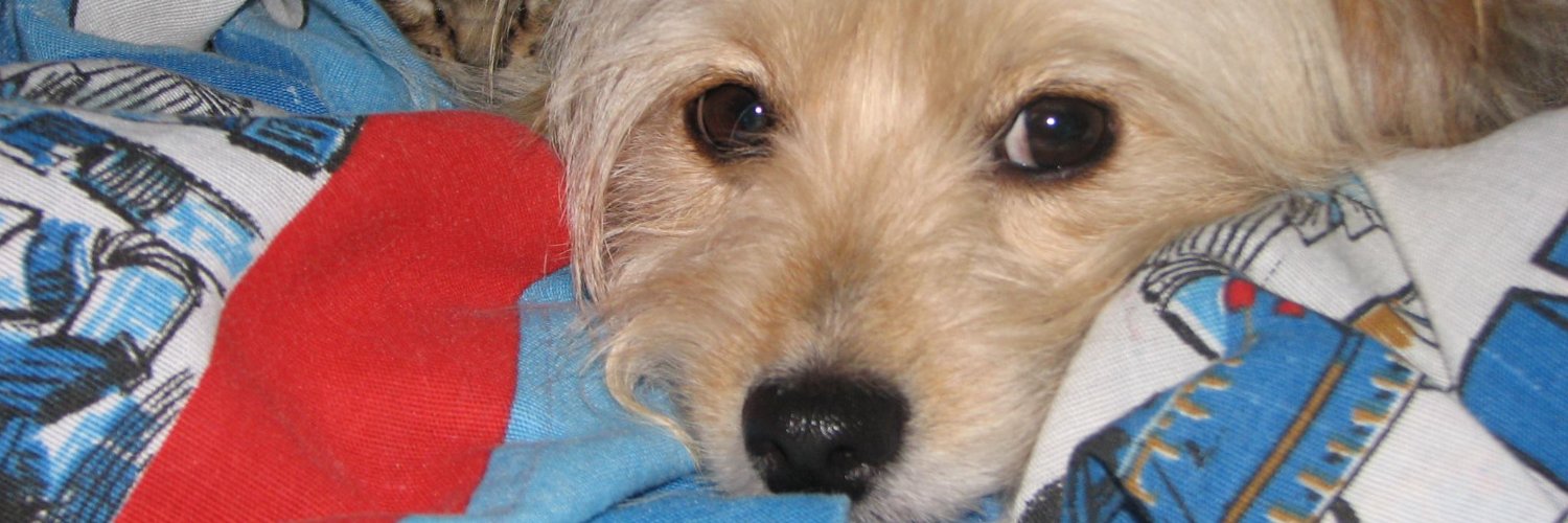 Amanda Gilliam banner