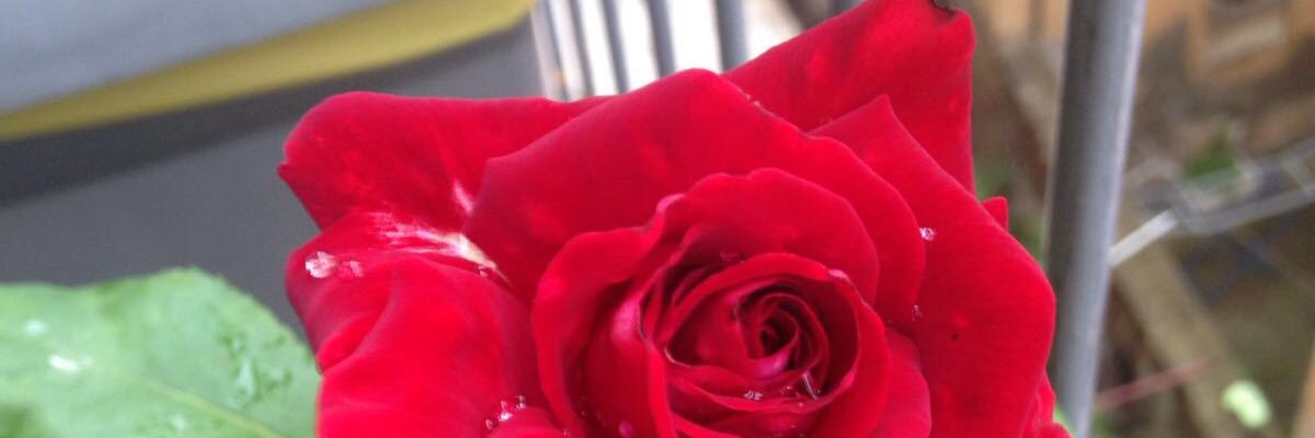 giannalecca1's profile banner image