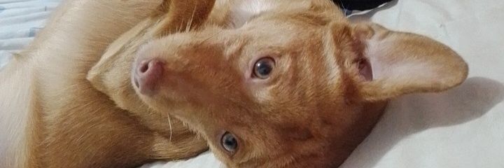 Zab3l's profile banner image