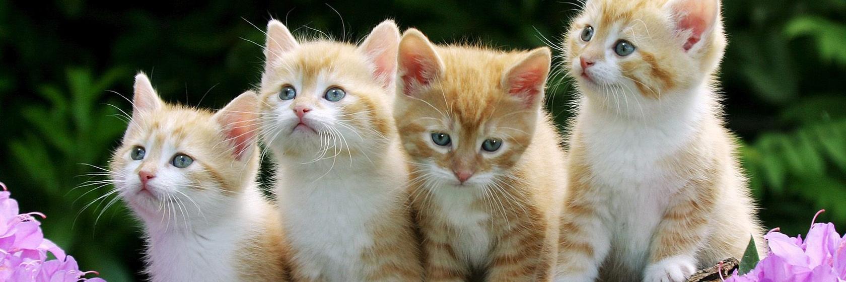 PawsForASec's profile banner image