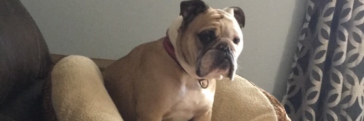 roxygirldm's profile banner image