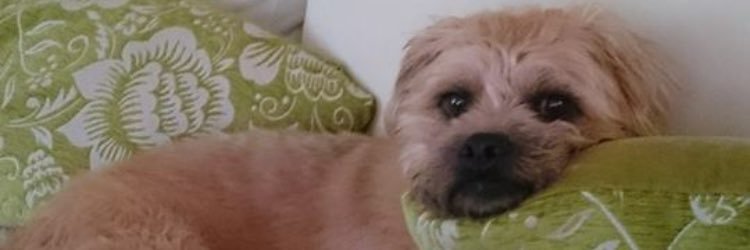 charlie smith banner