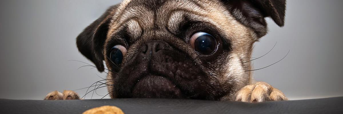 FioraJr's profile banner image