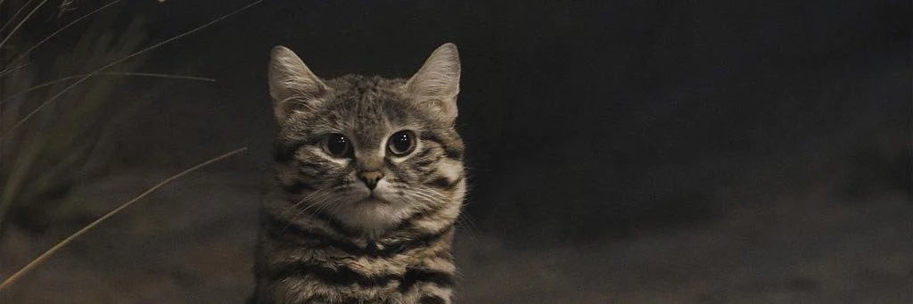 NotTheFoodPlace's profile banner image